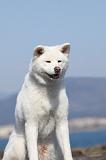 AKITA INU 226